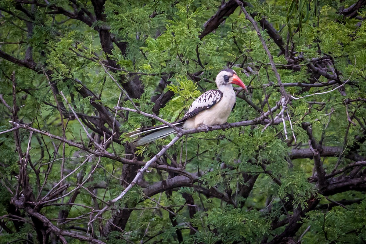 Tanzanian Red-billed Hornbill - ML638917708