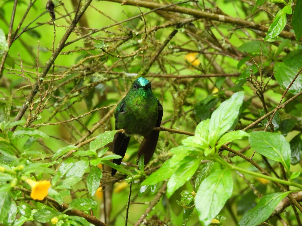 Long-tailed Sylph - ML638917711