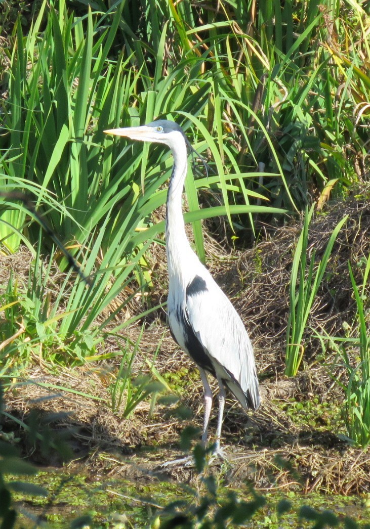 Cocoi Heron - ML638917778