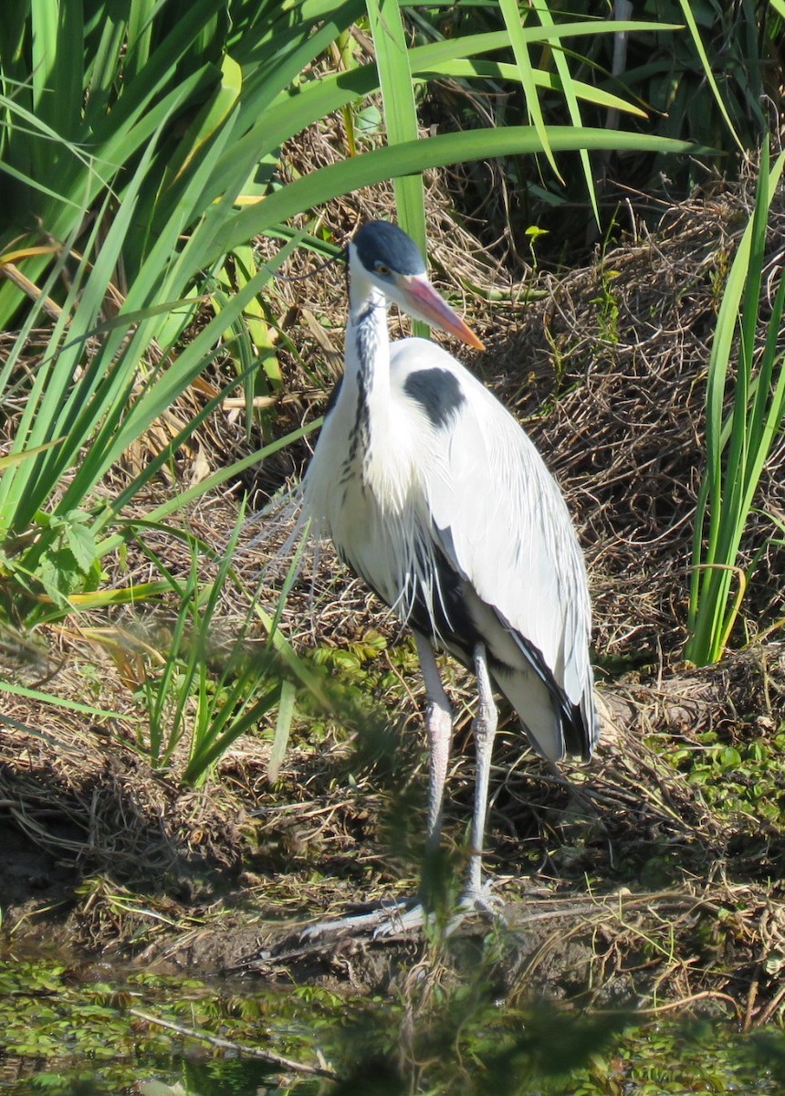 Cocoi Heron - ML638917779