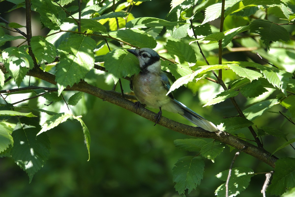 Blue Jay - ML638917844