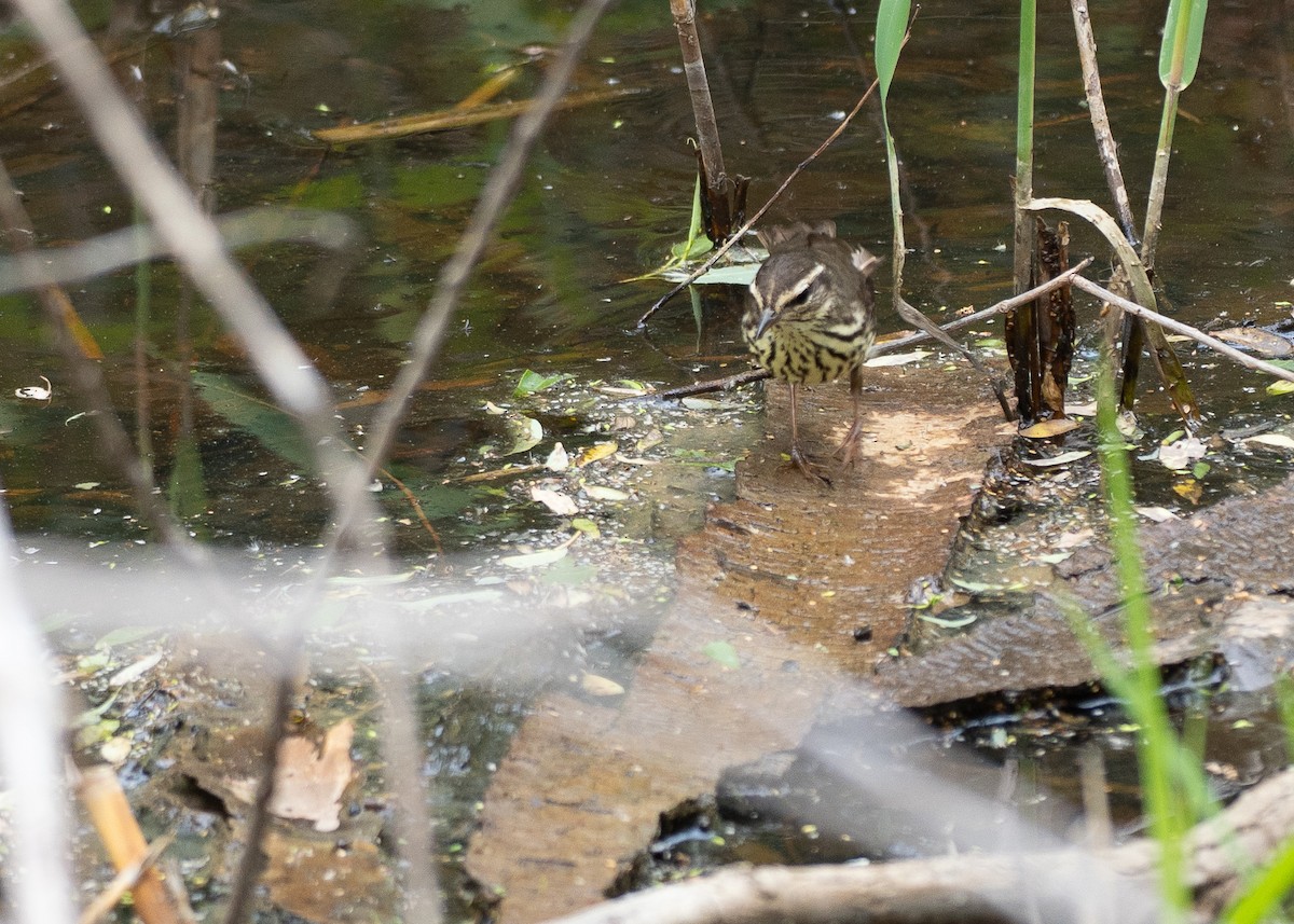 Northern Waterthrush - ML638917856