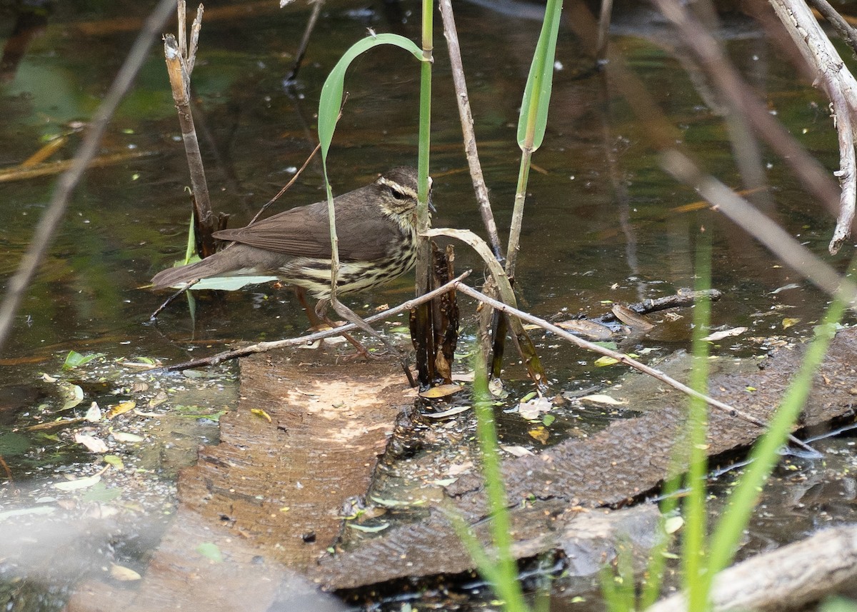 Northern Waterthrush - ML638917857