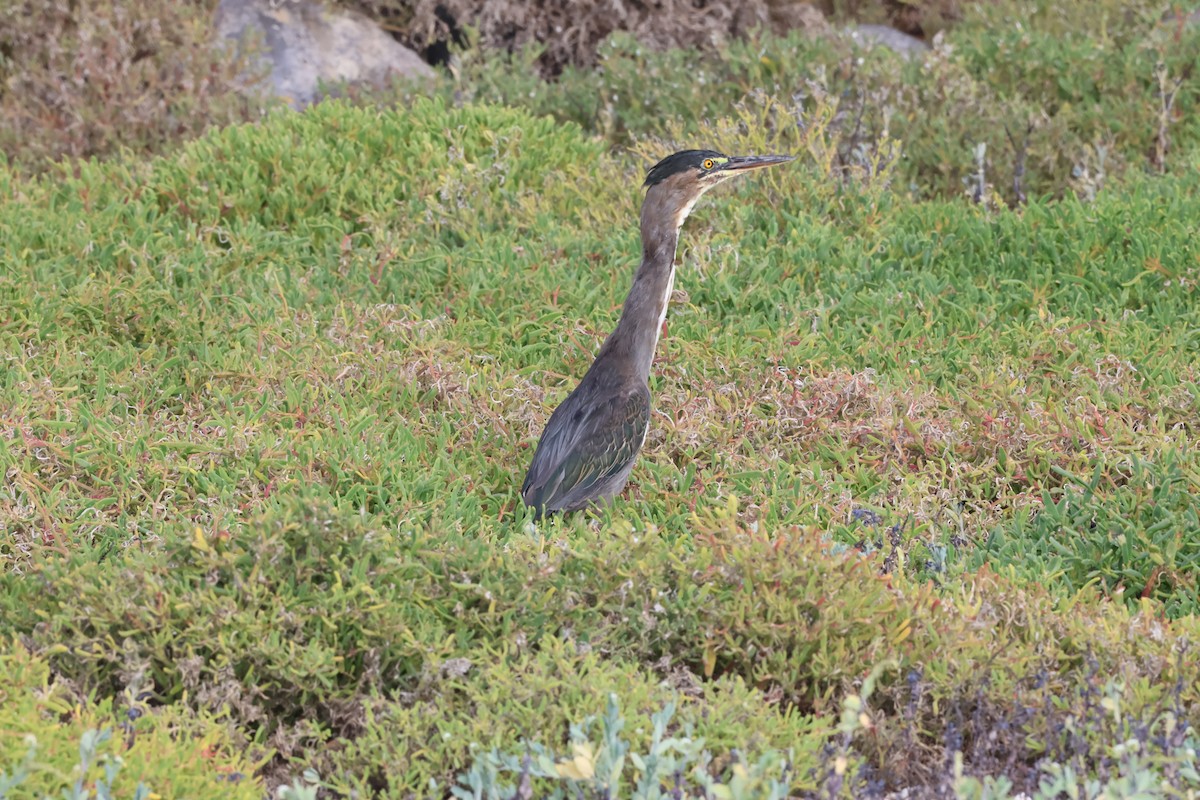 Striated Heron - ML638917890