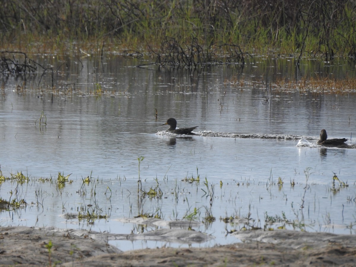 Yellow-billed Teal - ML638917914