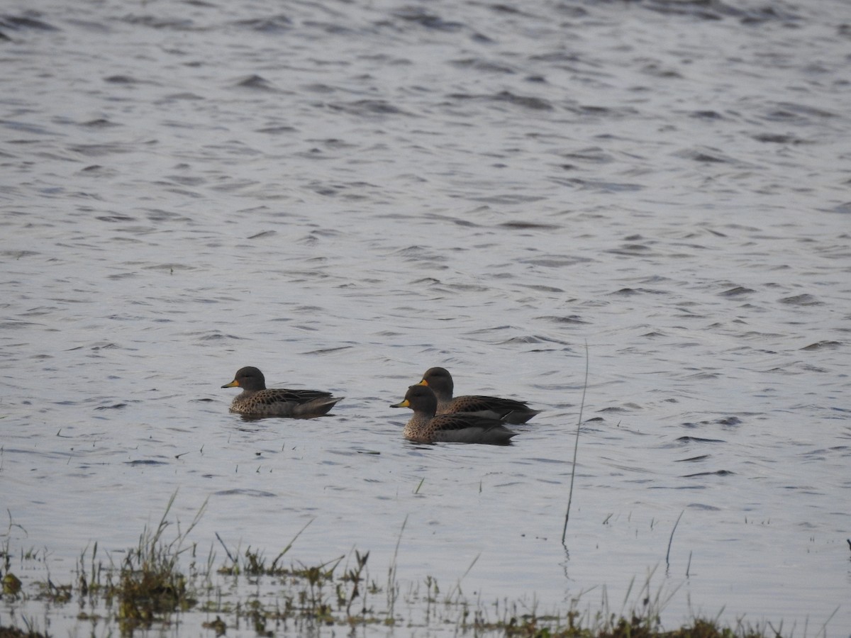 Yellow-billed Teal - ML638917915