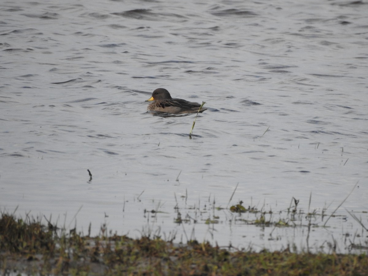 Yellow-billed Teal - ML638917916