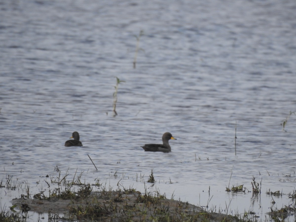 Yellow-billed Teal - ML638917917