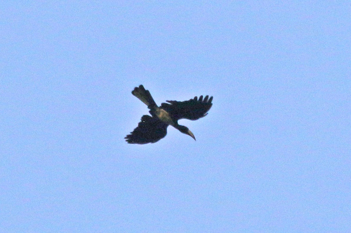 Congo Pied Hornbill - ML638917934