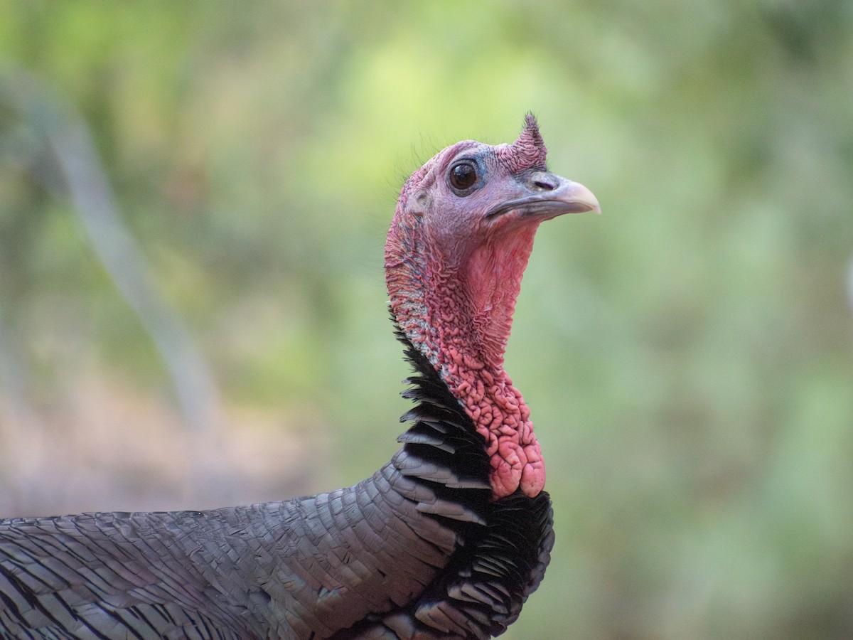 Wild Turkey - ML638917951