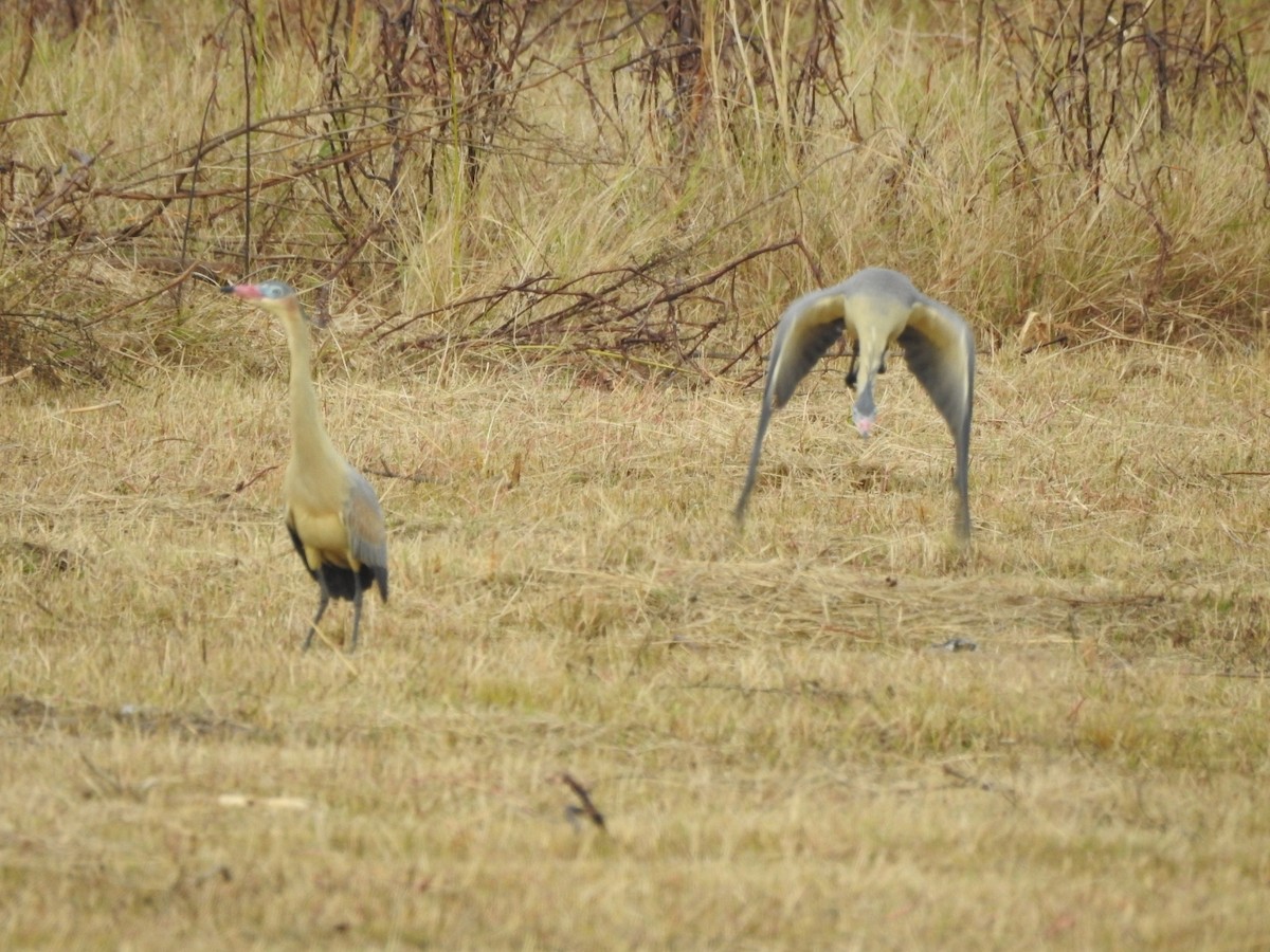 Whistling Heron - ML638917954