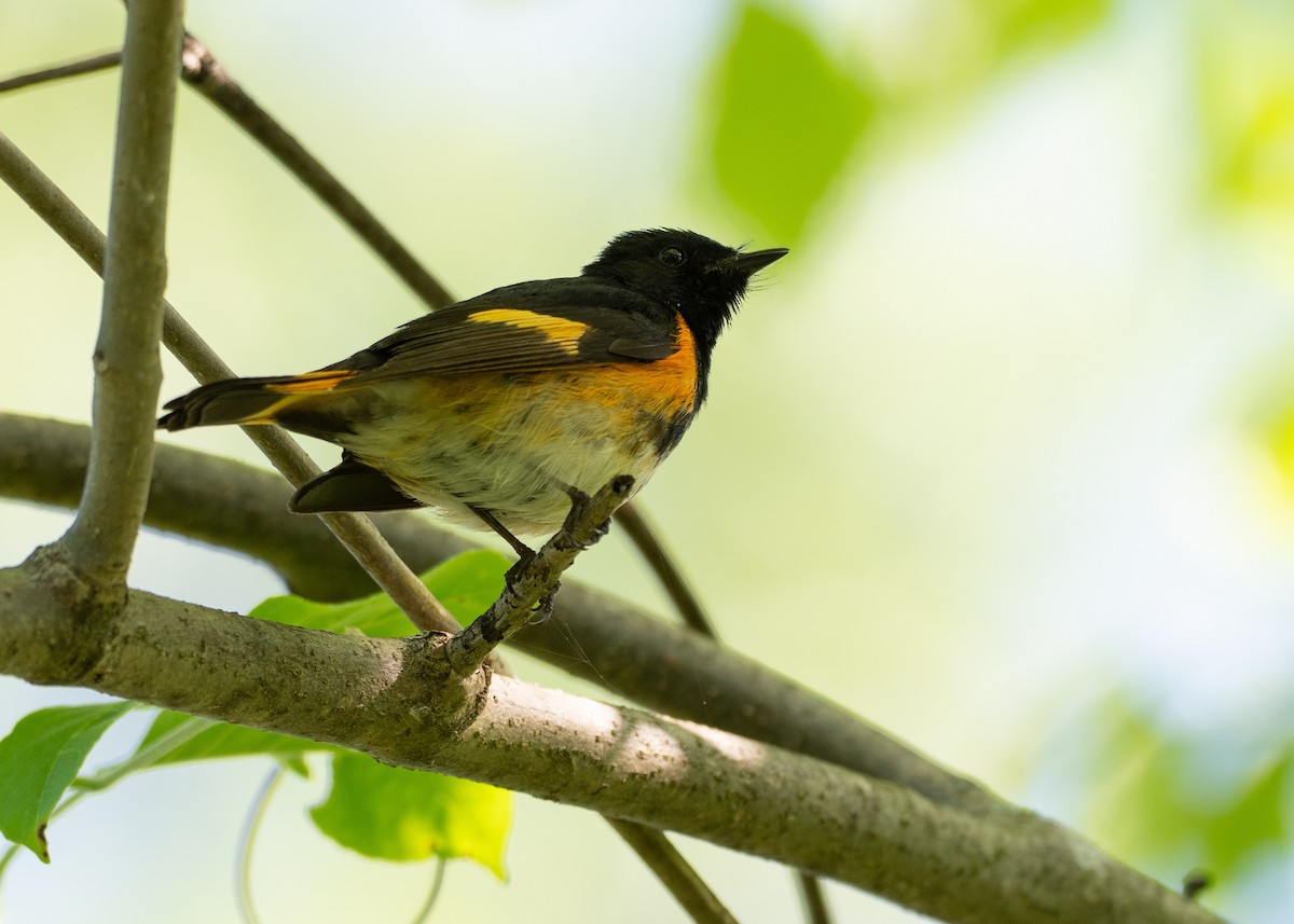 Горихвостковая древесница - ML638917957