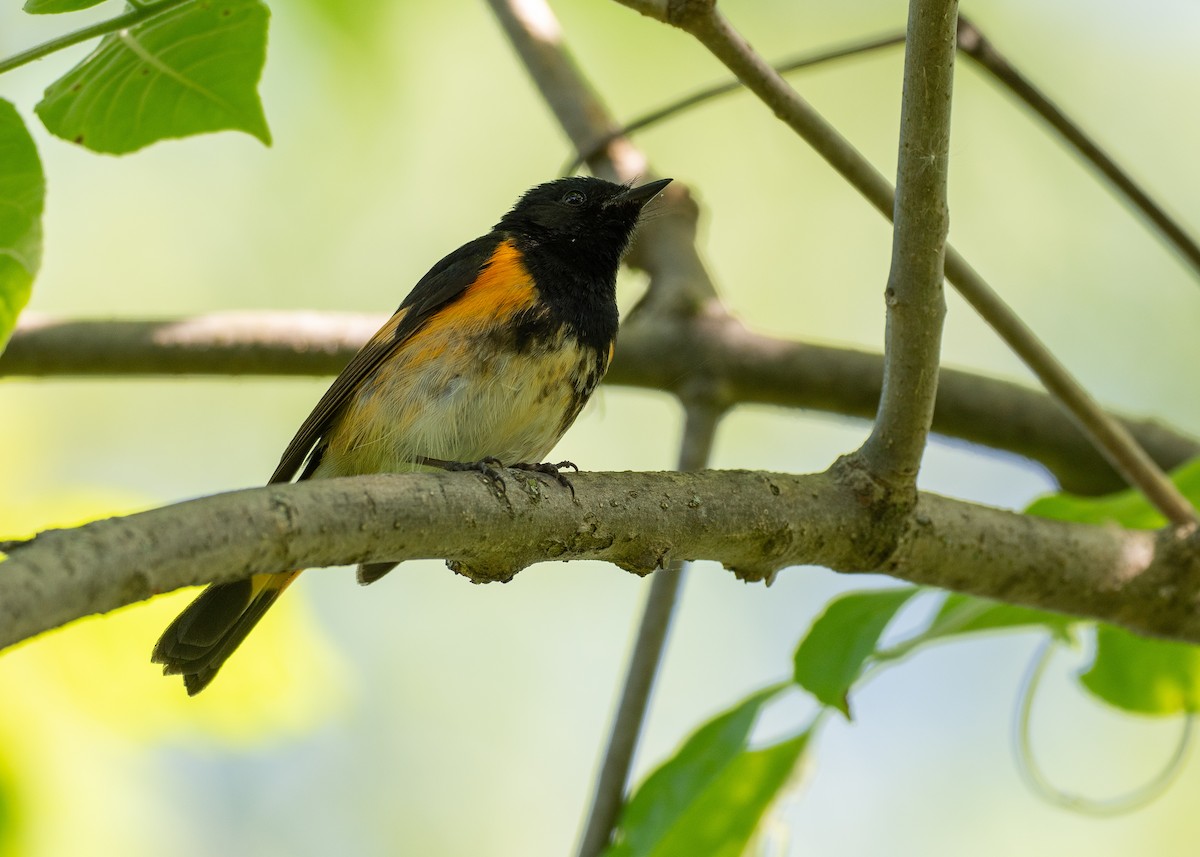 Горихвостковая древесница - ML638917958