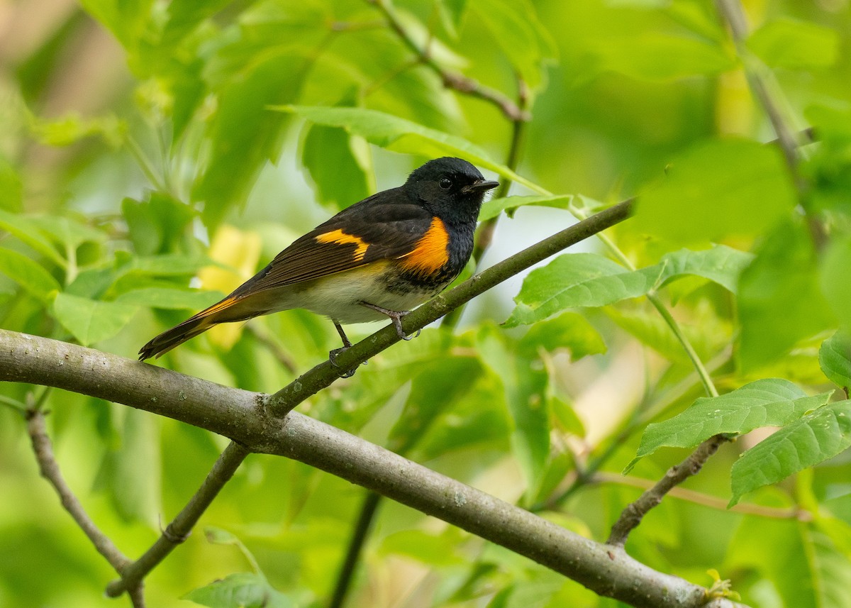 Горихвостковая древесница - ML638917959