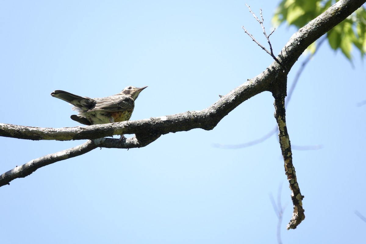 American Robin - ML638917982