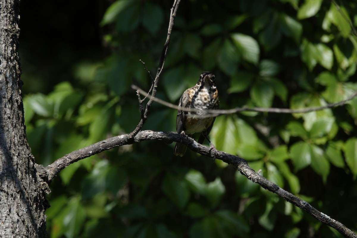 American Robin - ML638917983
