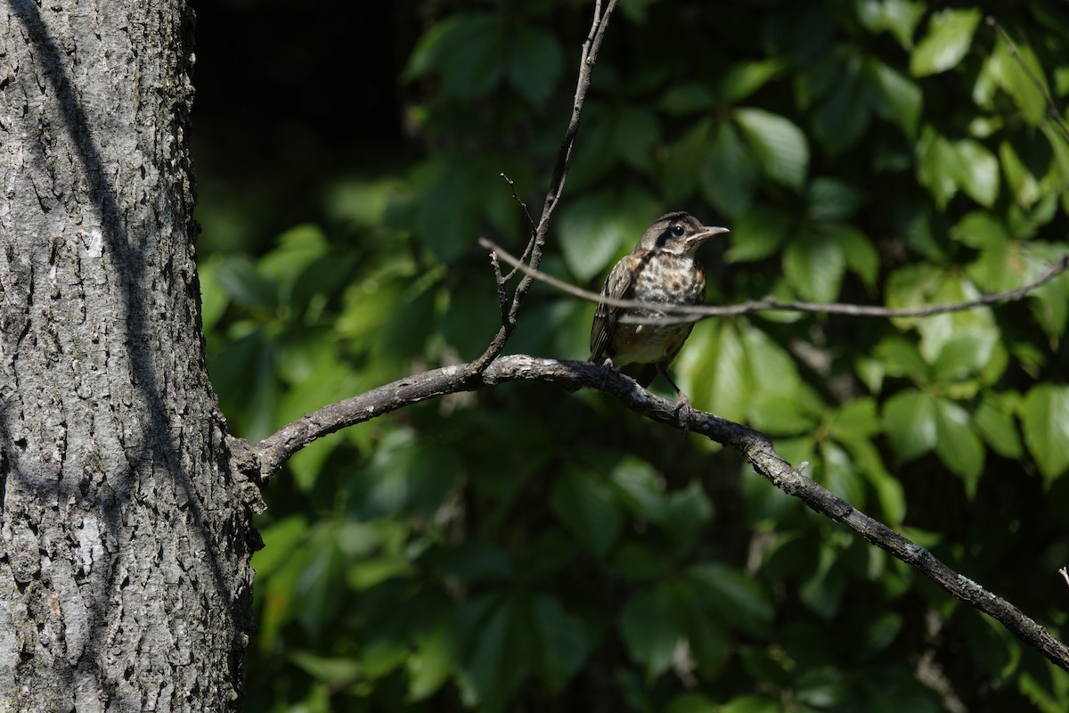 American Robin - ML638917985