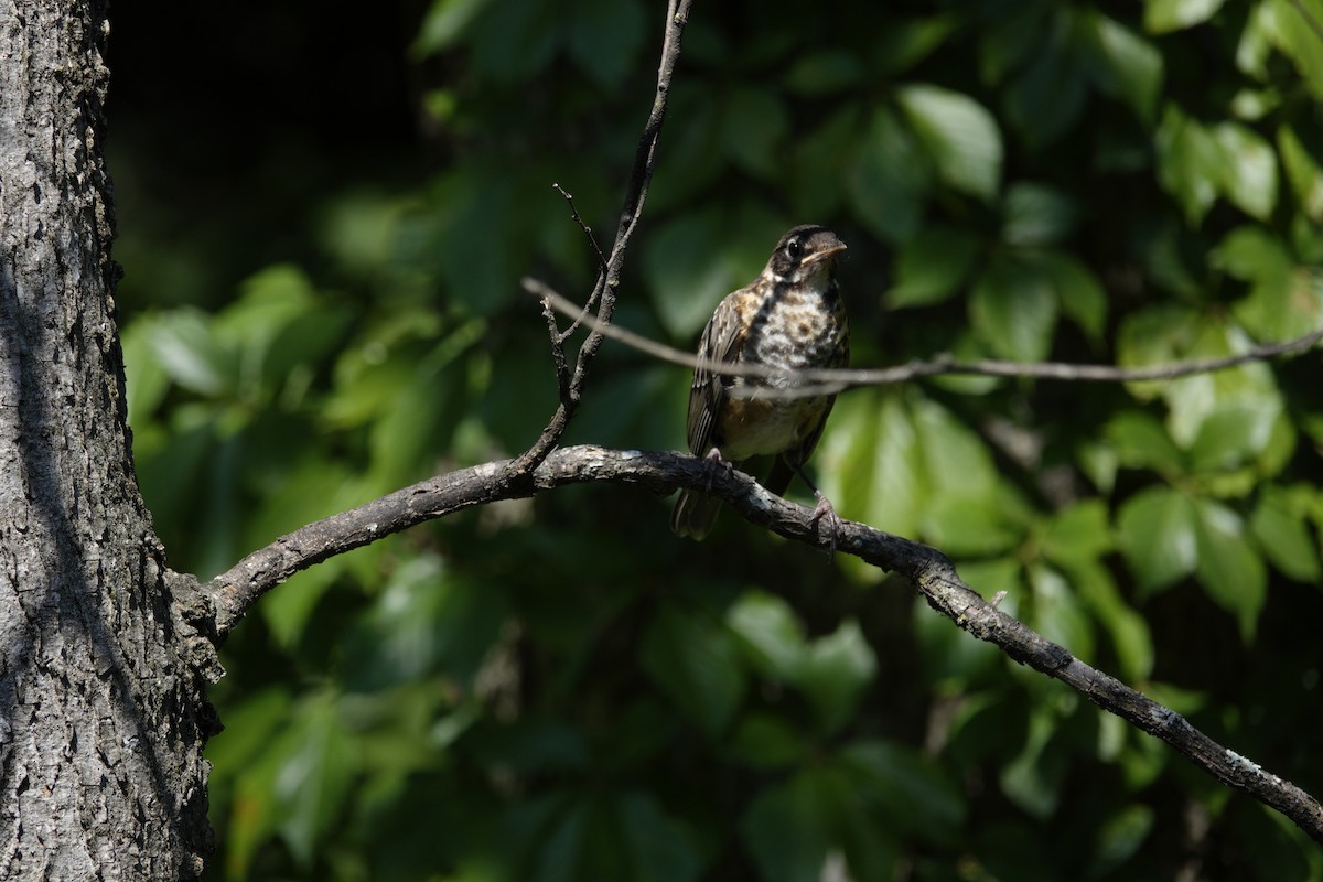 American Robin - ML638917986