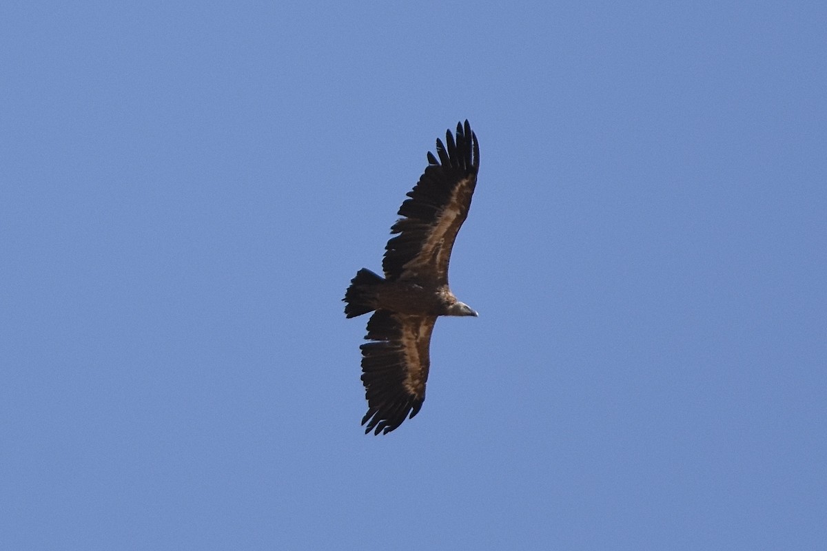 Eurasian Griffon - ML638918098