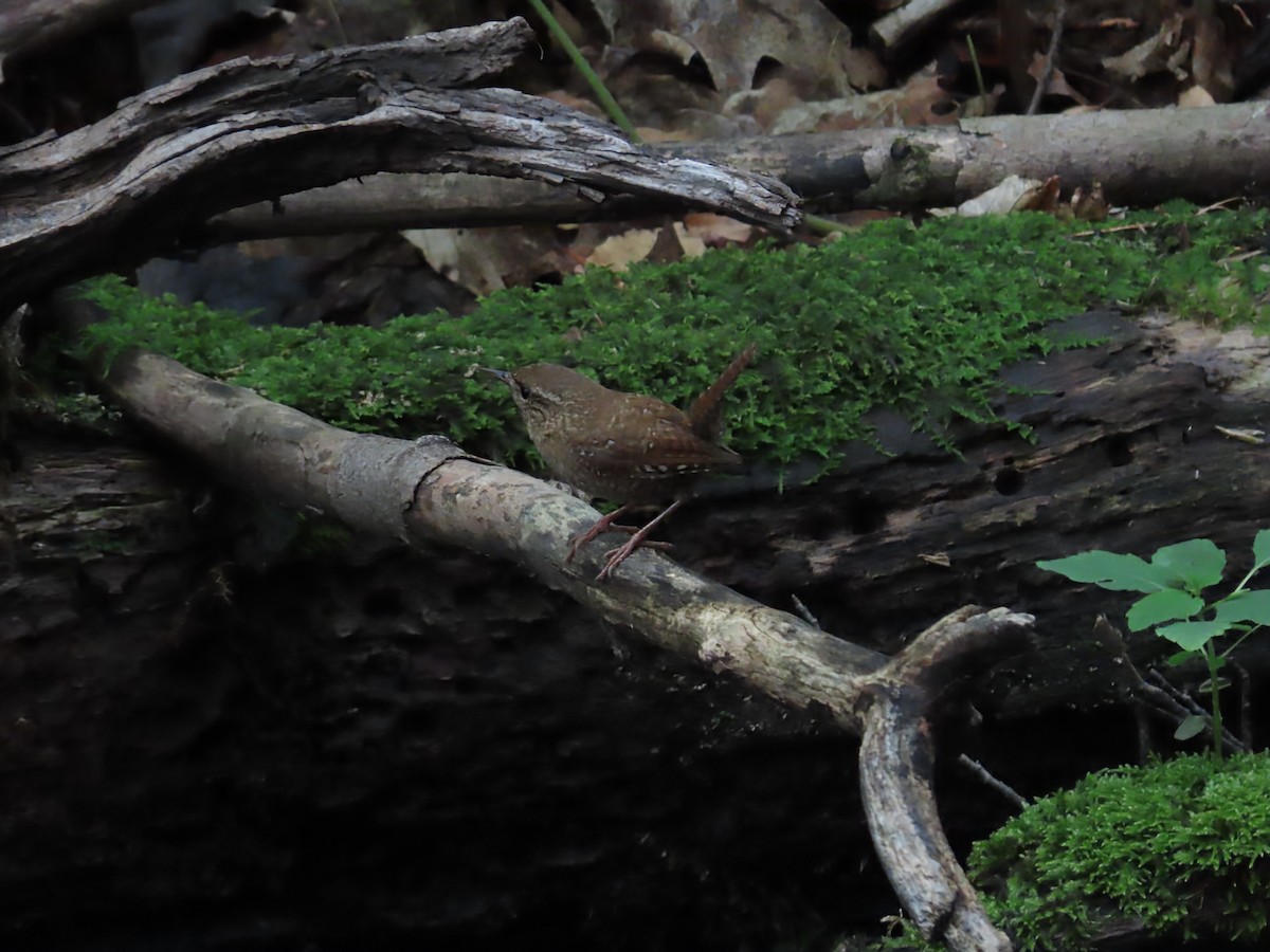 Winter Wren - ML638918118