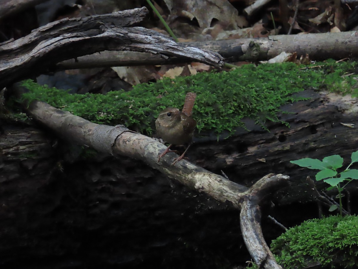 Winter Wren - ML638918119