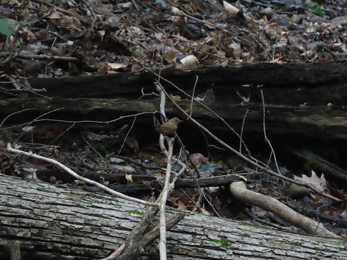 Winter Wren - ML638918120