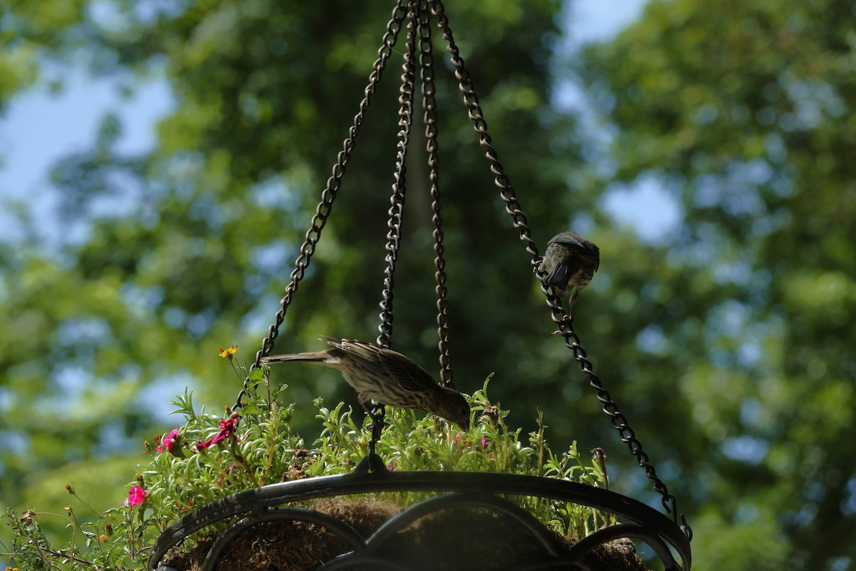 House Finch - ML638918147