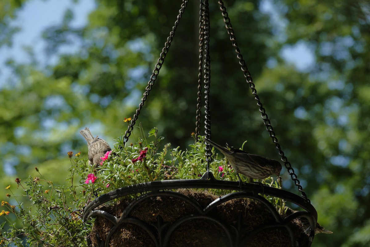 House Finch - ML638918150