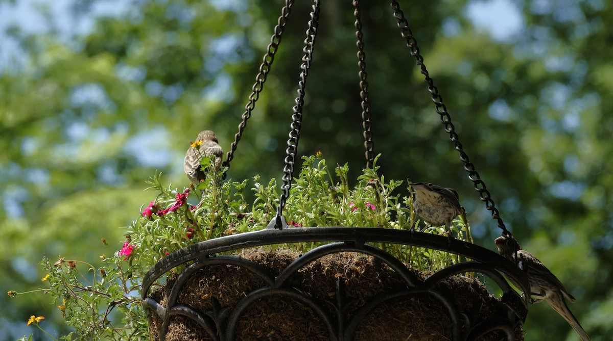 House Finch - ML638918152