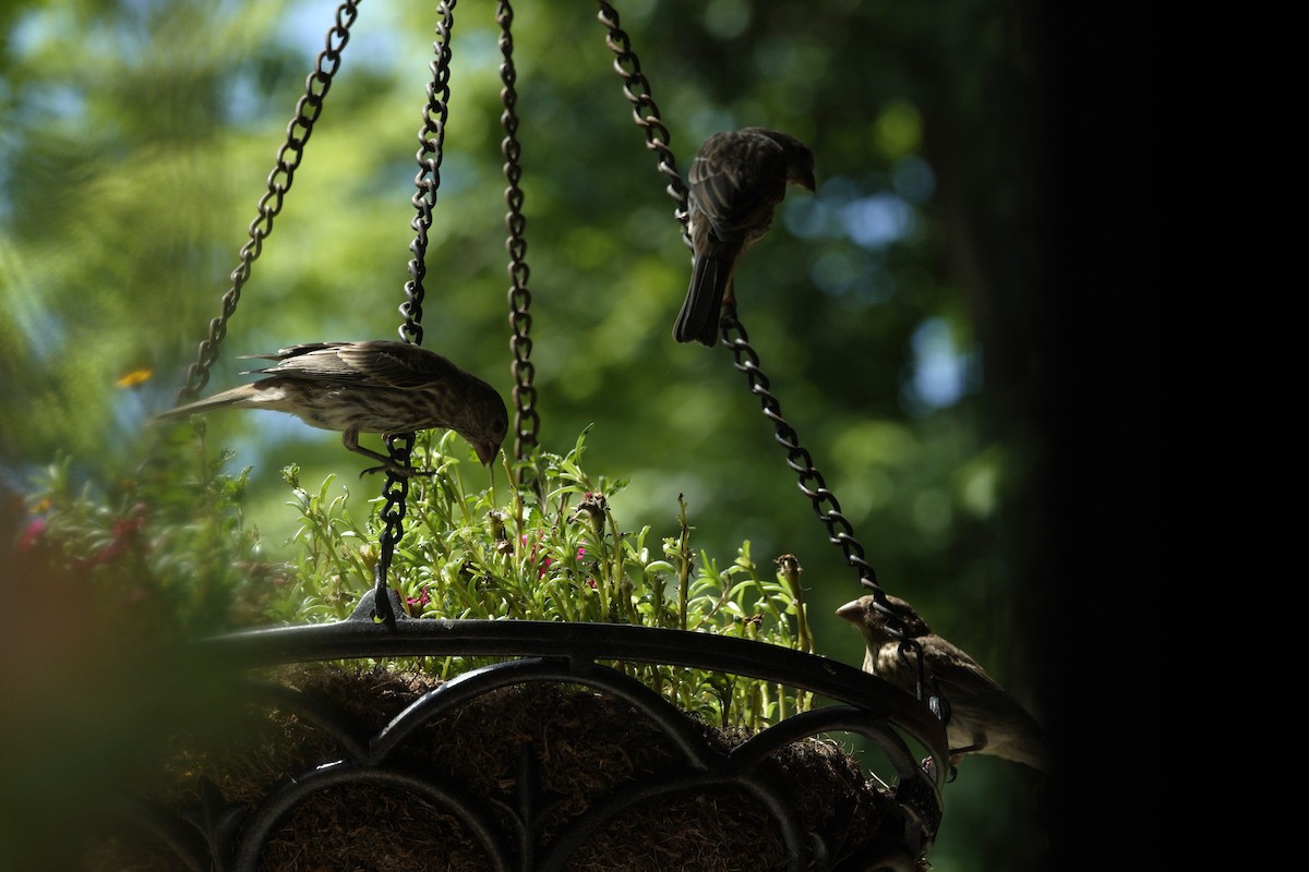House Finch - ML638918154