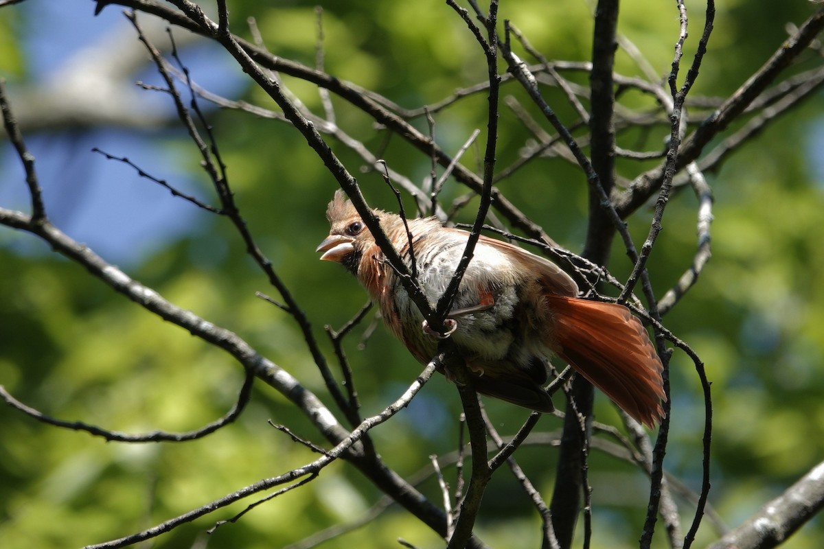 Northern Cardinal - ML638918164