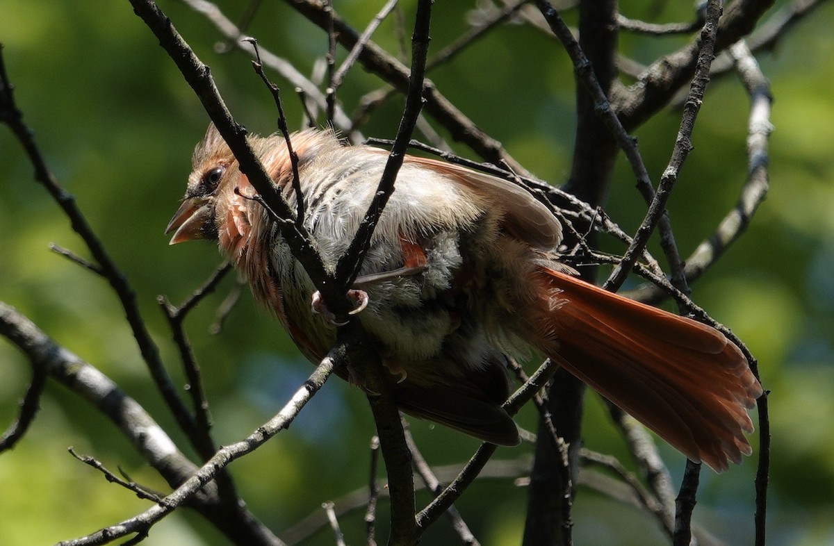 Northern Cardinal - ML638918165