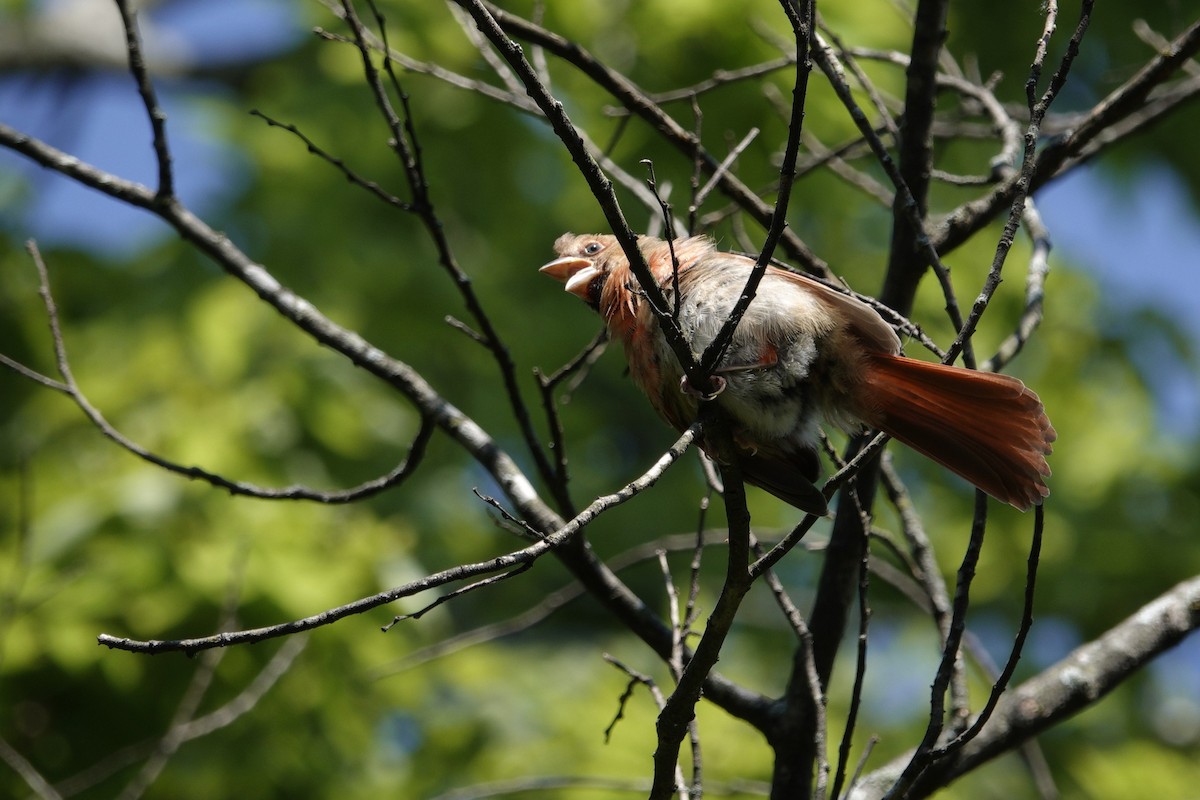 Northern Cardinal - ML638918166