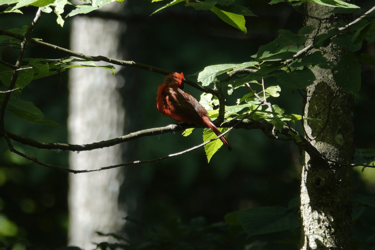 Northern Cardinal - ML638918167