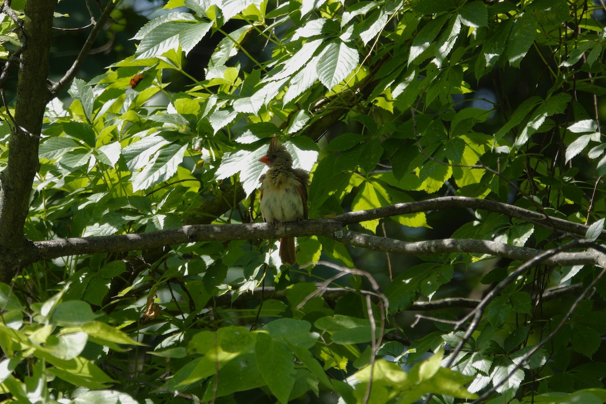 Northern Cardinal - ML638918168