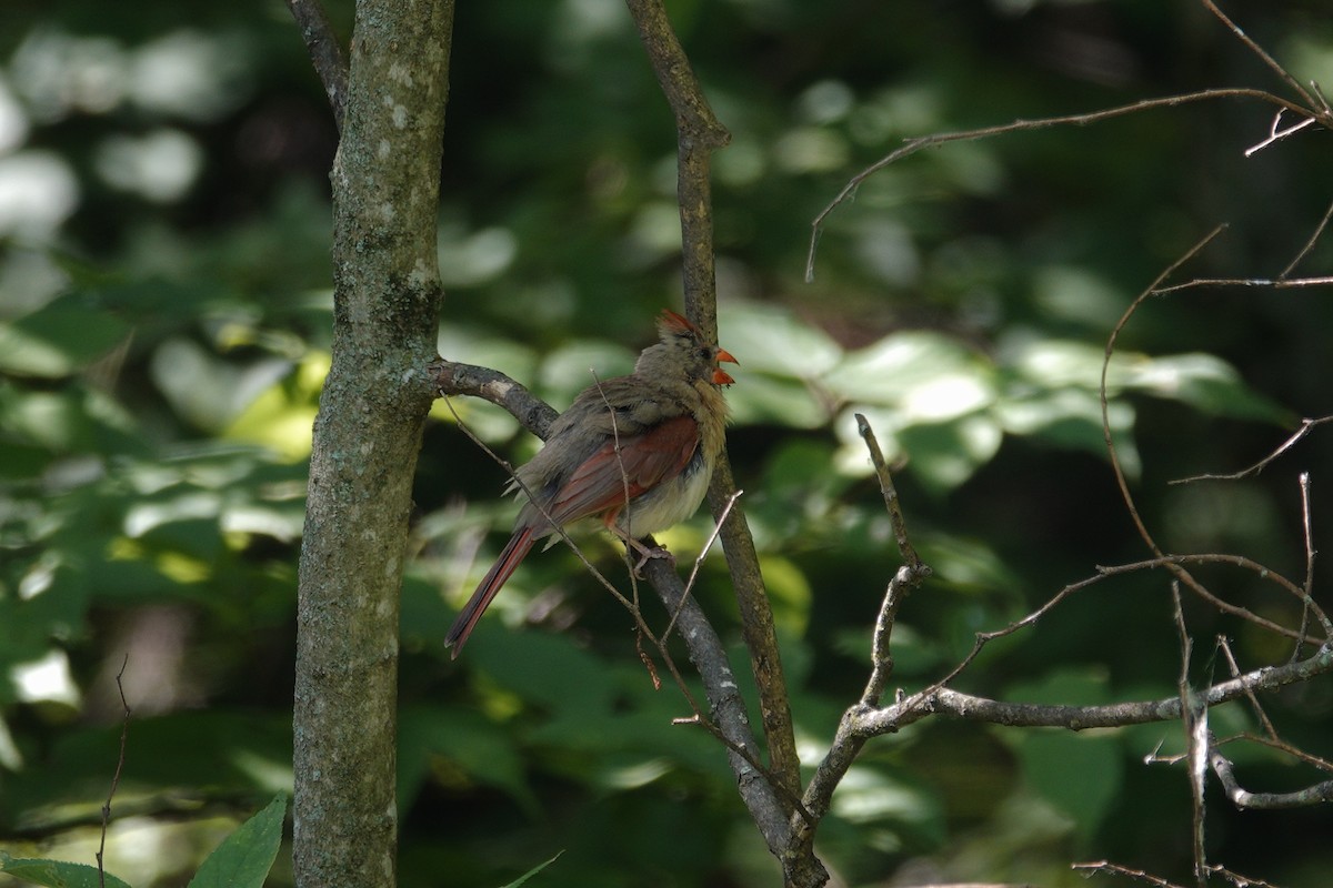 Northern Cardinal - ML638918171