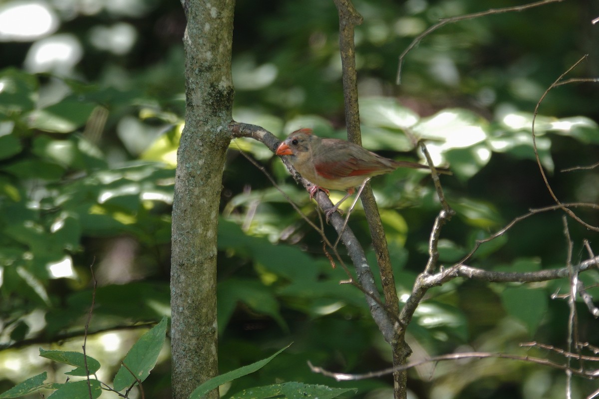 Northern Cardinal - ML638918172