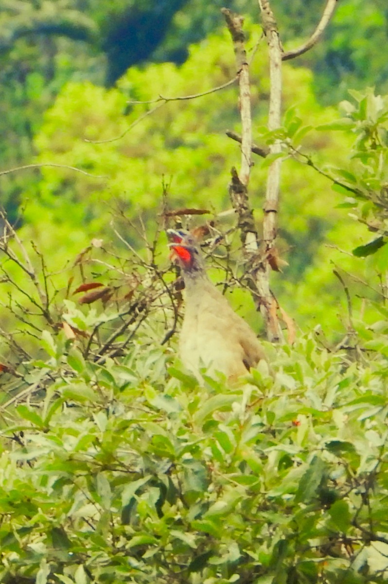 West Mexican Chachalaca - ML638918177