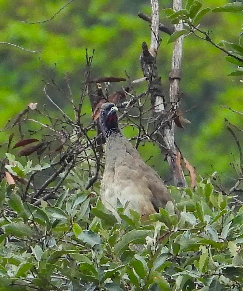 West Mexican Chachalaca - ML638918178