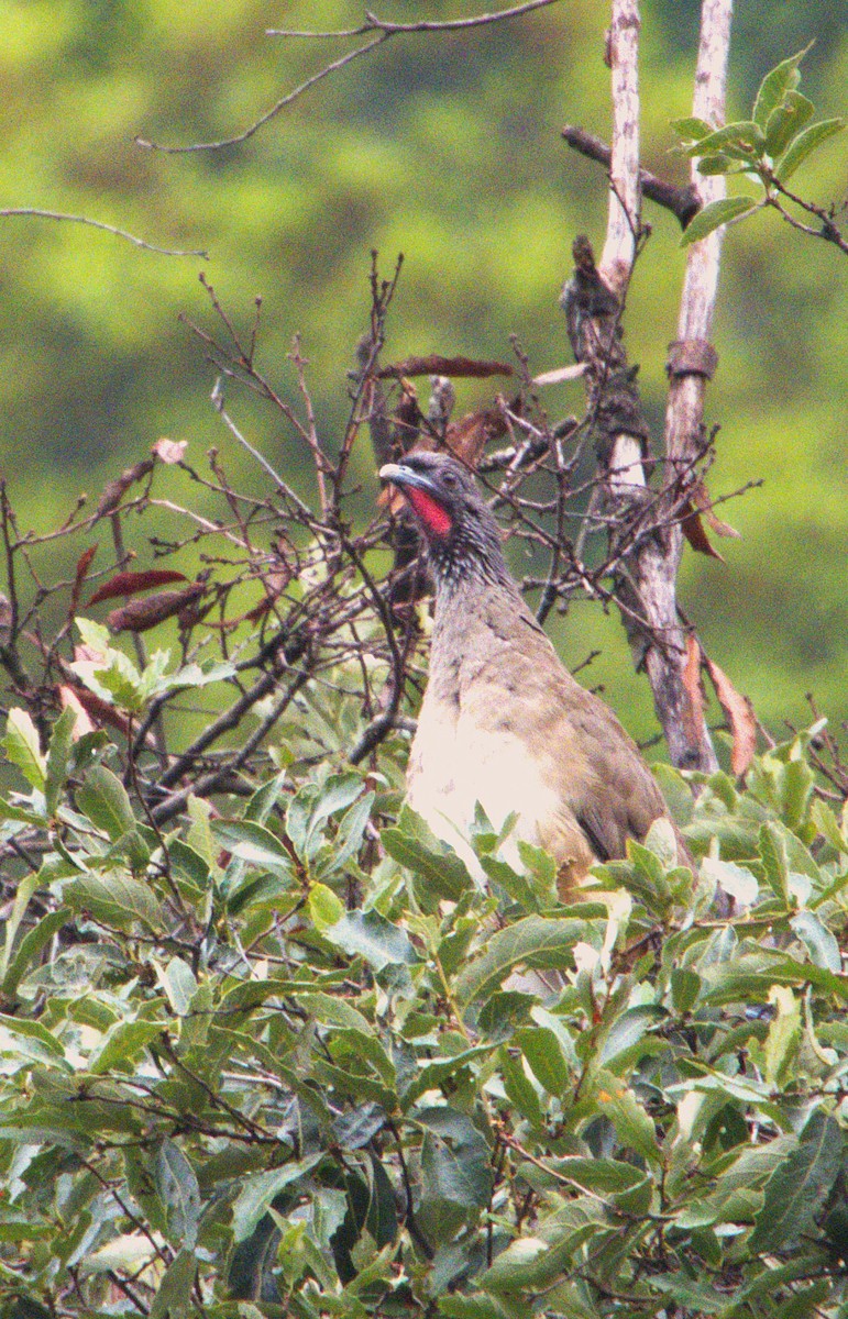 West Mexican Chachalaca - ML638918179