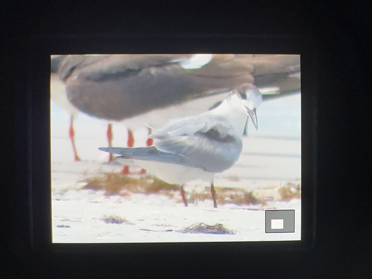 Common Tern - ML638918194