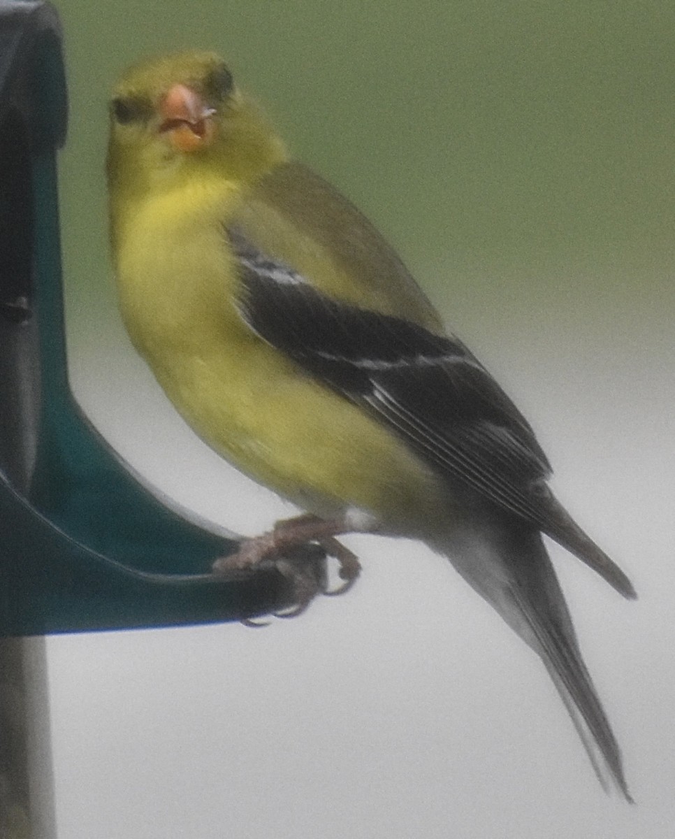 American Goldfinch - ML638918196