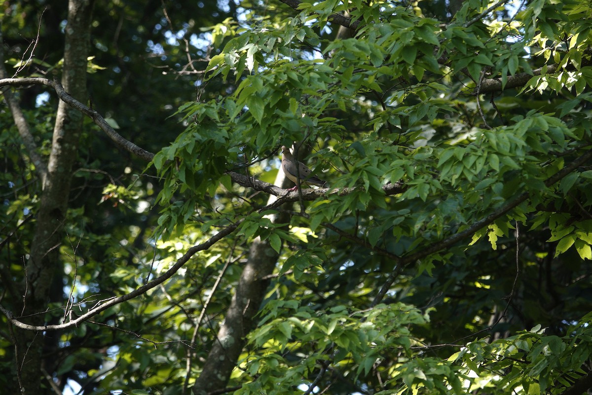 Mourning Dove - ML638918202