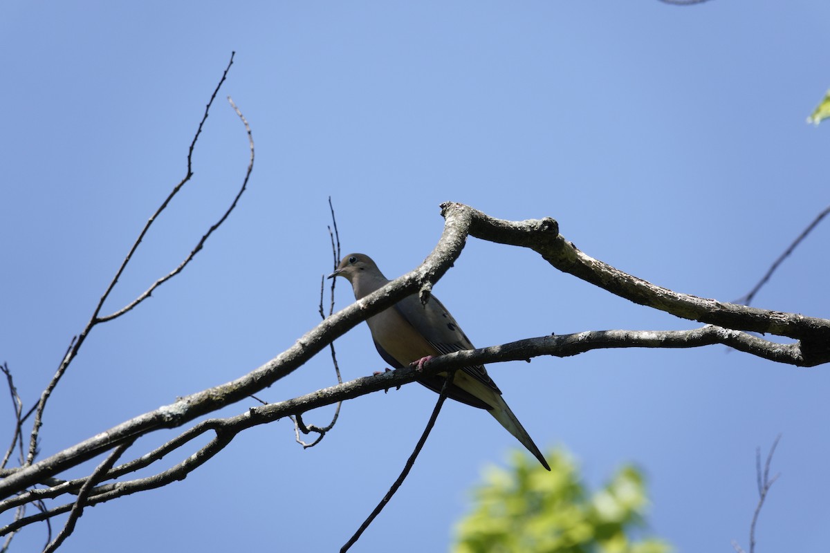 Mourning Dove - ML638918203