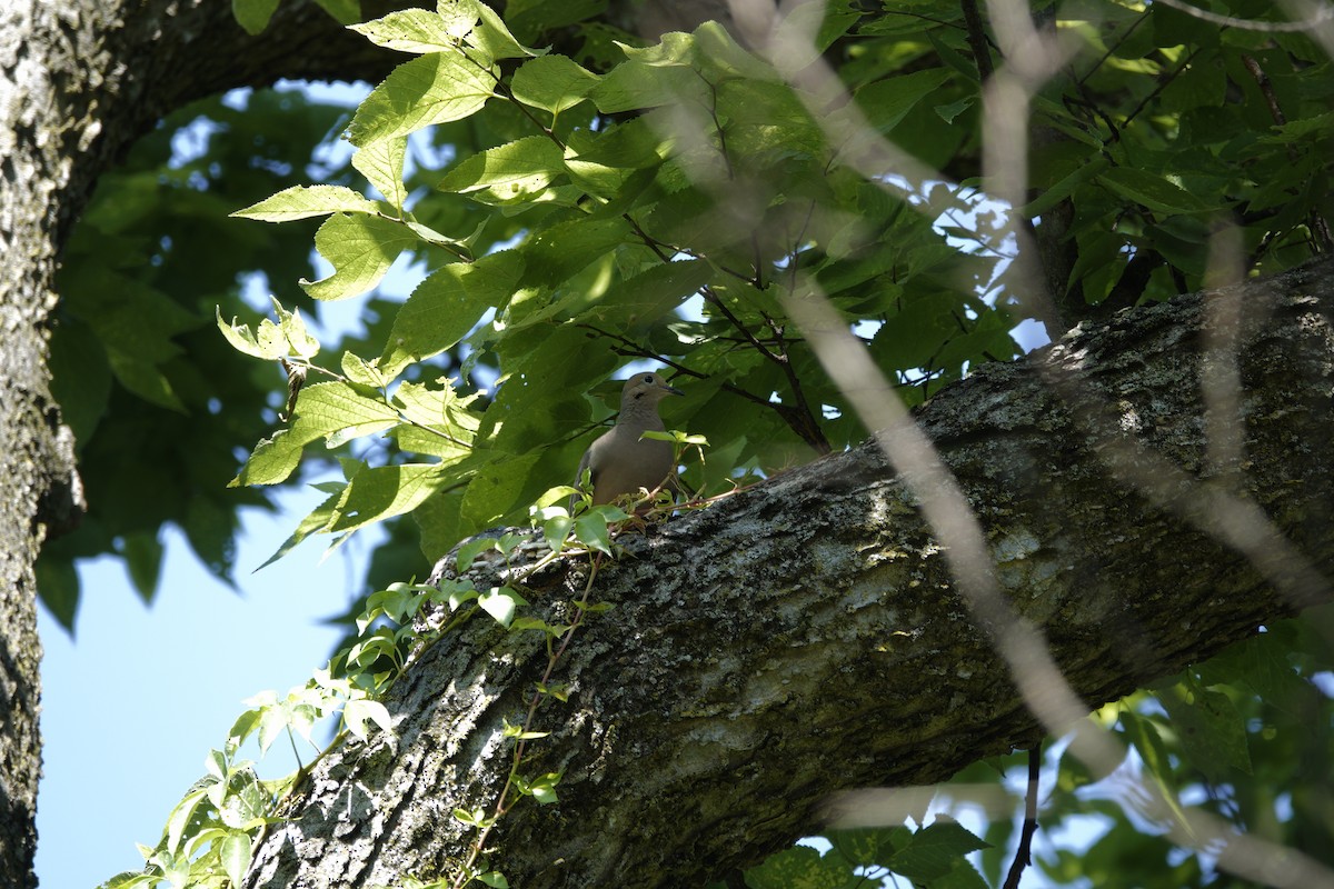 Mourning Dove - ML638918204