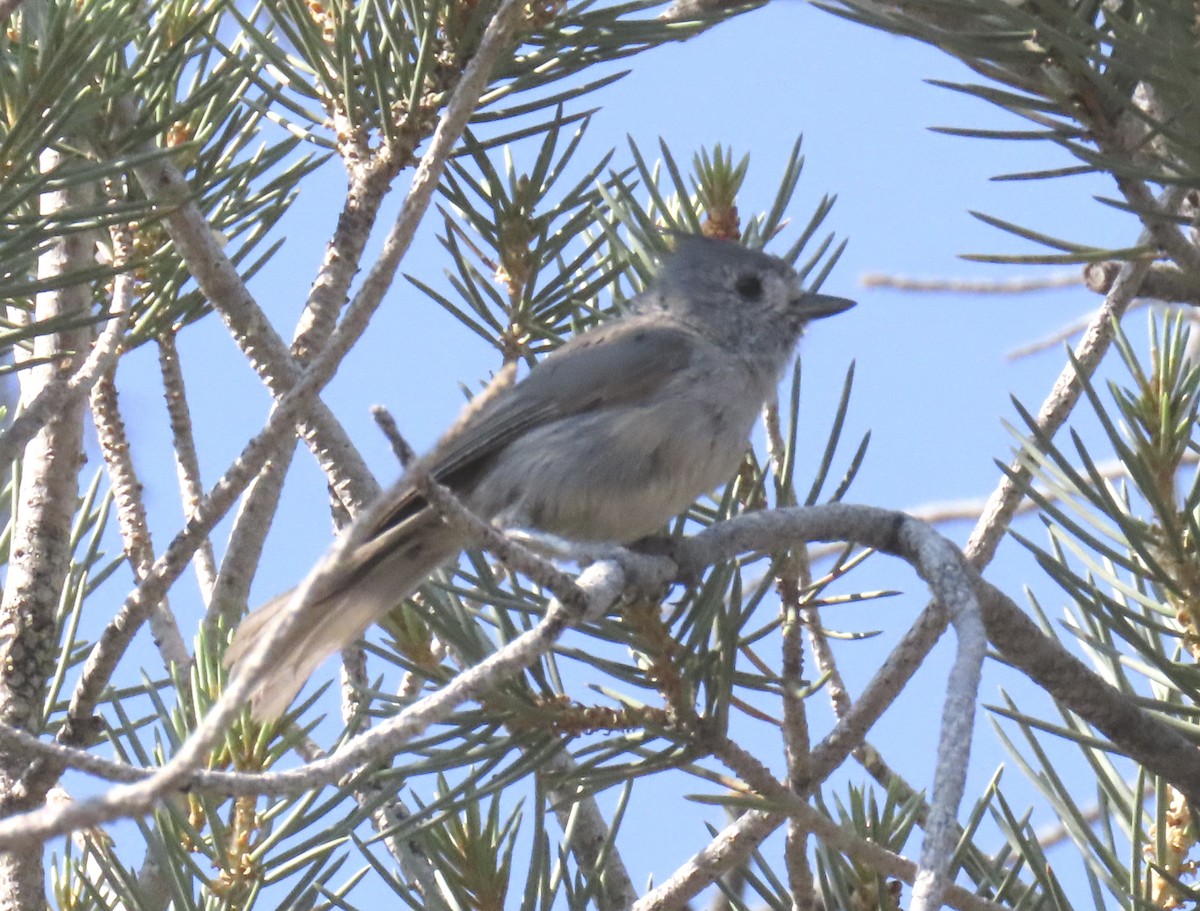 Juniper Titmouse - ML638918236