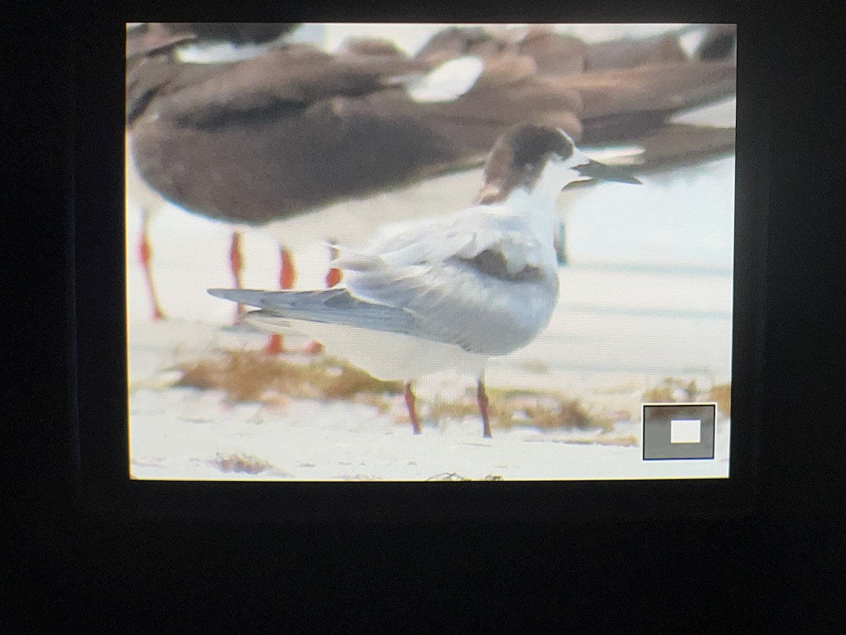 Common Tern - ML638918245