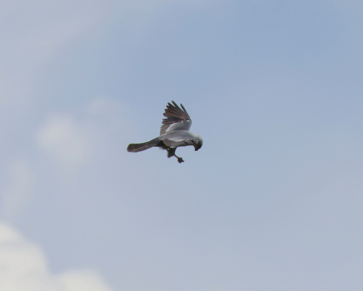 Mississippi Kite - ML638918248