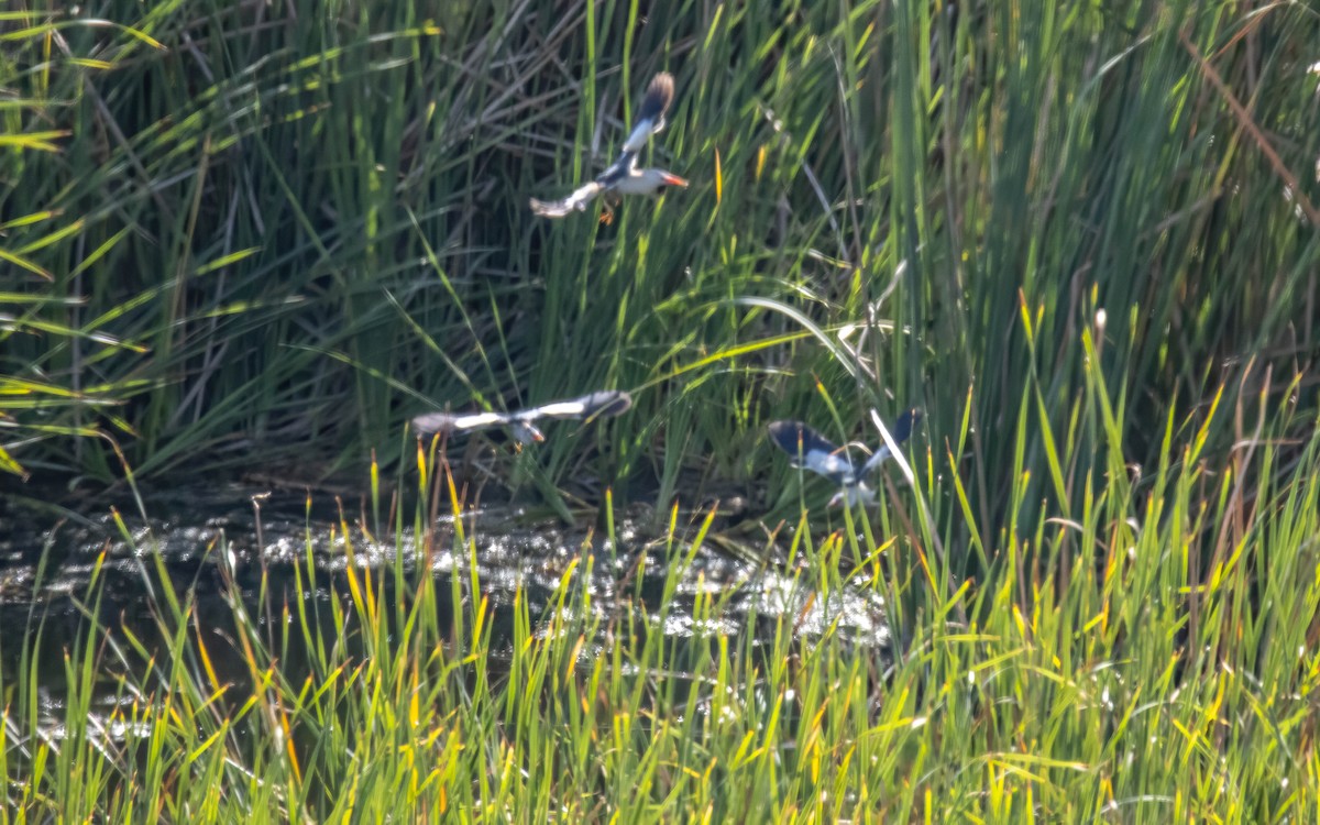 Little Bittern - ML638918254