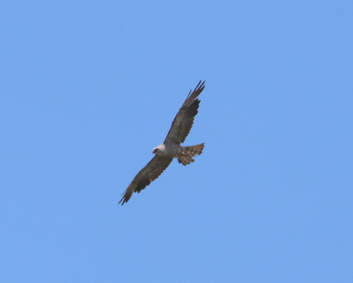 Mississippi Kite - ML638918257